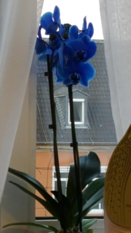 Apartment Am Kaiserplatz Düren - Eifel المظهر الخارجي الصورة
